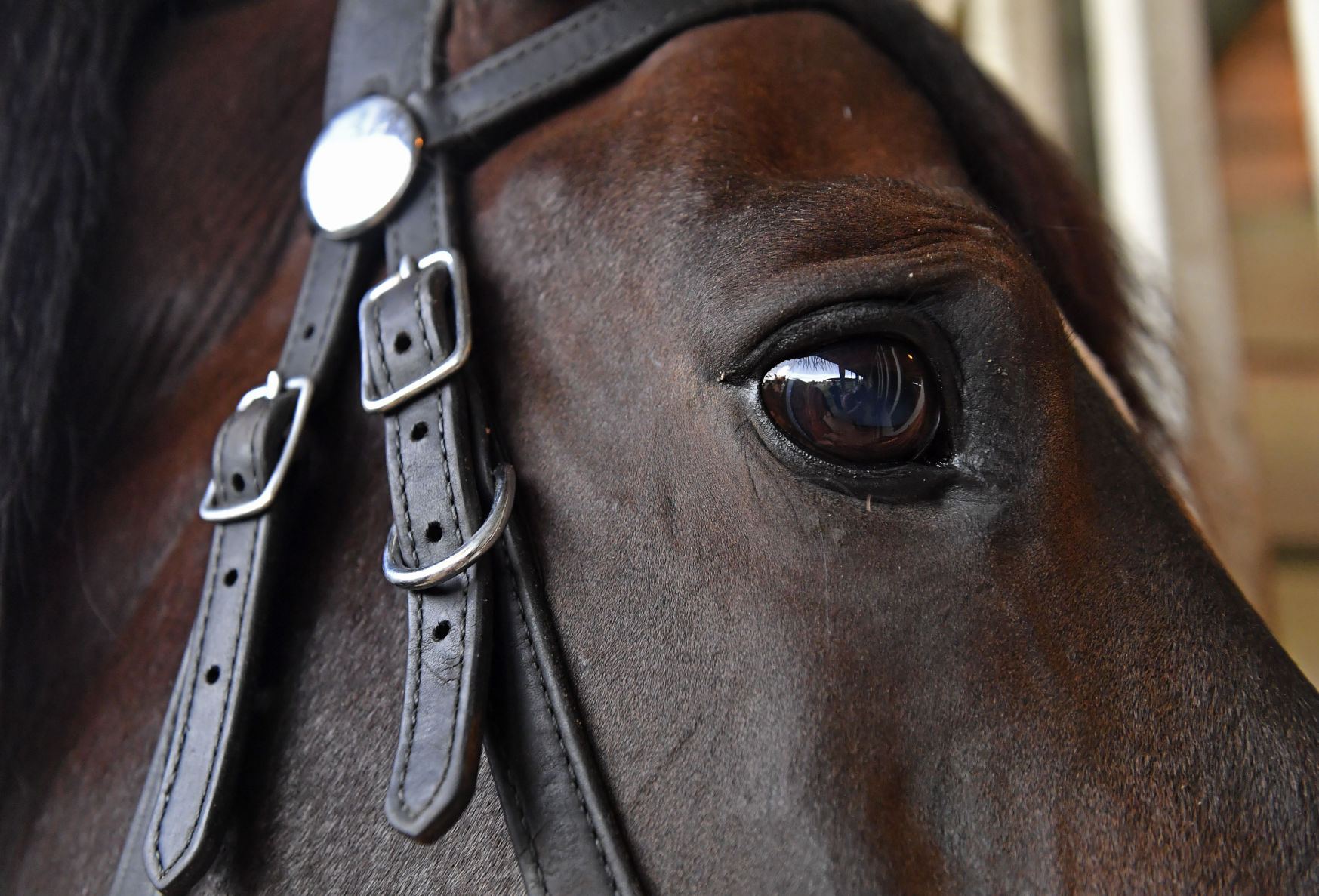 BR.brpdhorses.adv HS 011.JPG